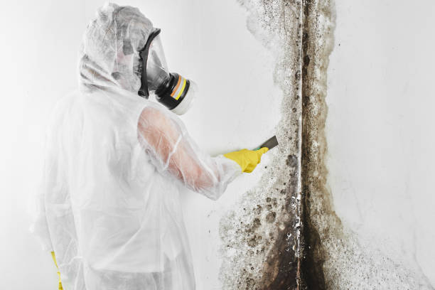 Best Post-Flood Mold Remediation in Lochmoor Waterway Estates, FL