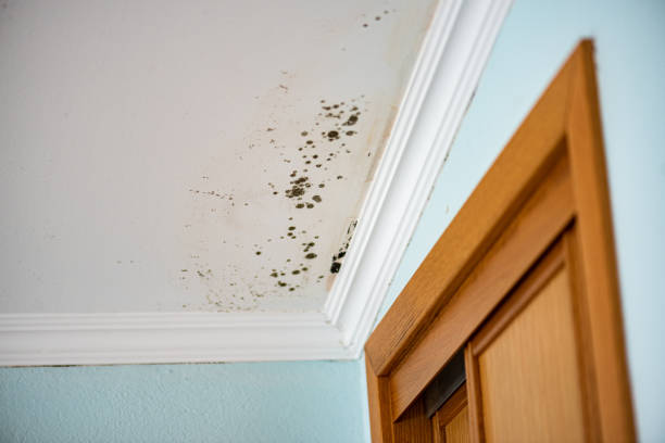 Best White Mold Remediation in Lochmoor Waterway Estates, FL