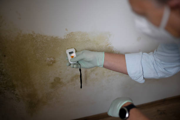 Best Residential Mold Remediation in Lochmoor Waterway Estates, FL