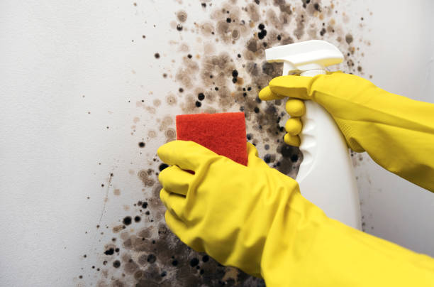 Best Industrial Mold Remediation in Lochmoor Waterway Estates, FL