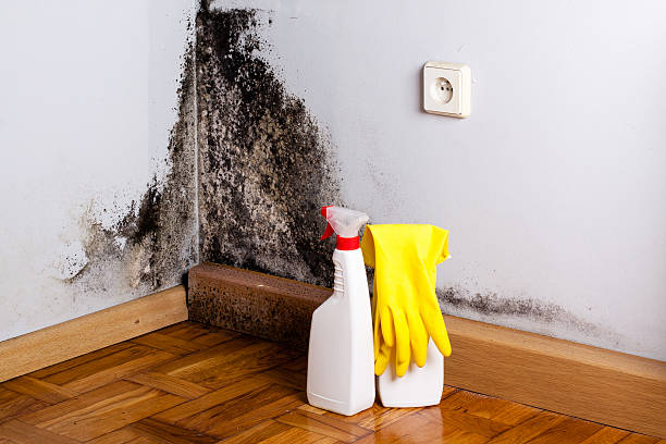 Best DIY Mold Remediation Support Services in Lochmoor Waterway Estates, FL