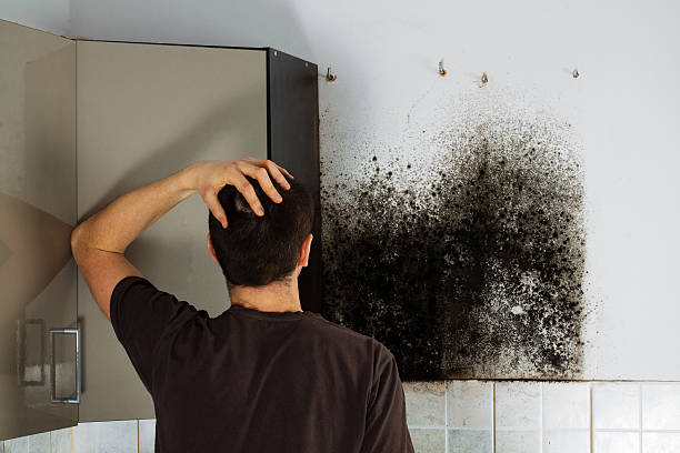 Best Mold Testing and Inspection Services in Lochmoor Waterway Estates, FL
